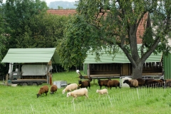 Wagen mit Schafen